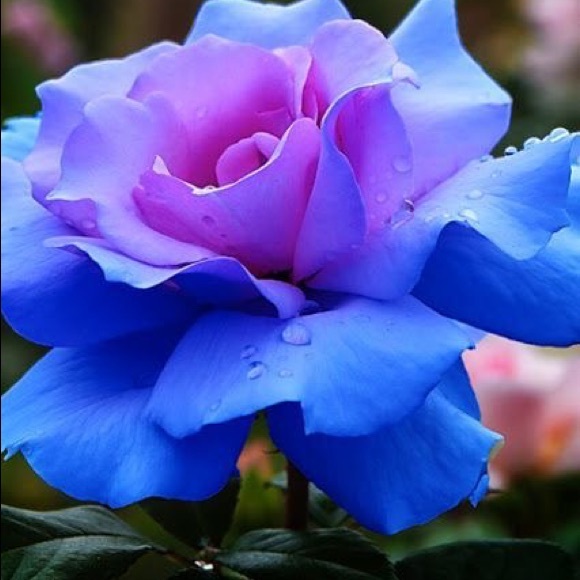 Meet your Posher, Allison - Picture 3 of 3